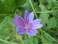 Malva sylvestris